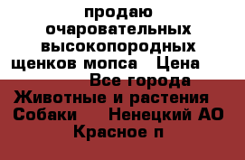 продаю очаровательных высокопородных щенков мопса › Цена ­ 20 000 - Все города Животные и растения » Собаки   . Ненецкий АО,Красное п.